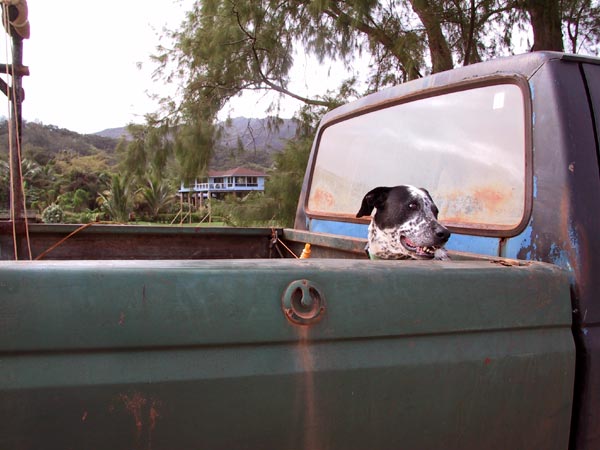 Dog in a Truck