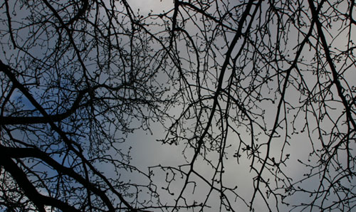 Trees Against Sky