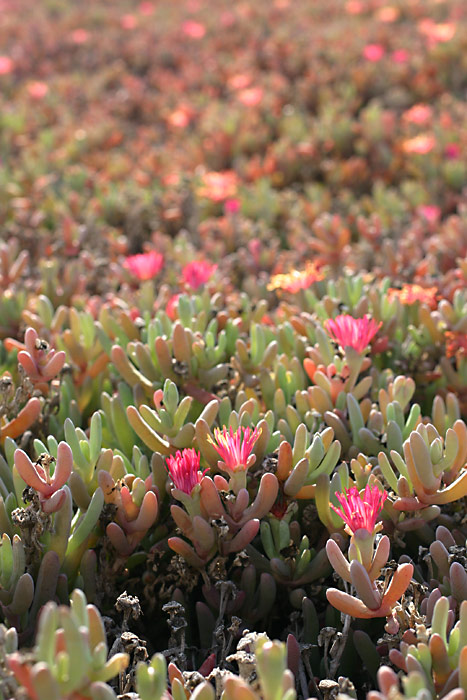 A Sea of Pink Flowers