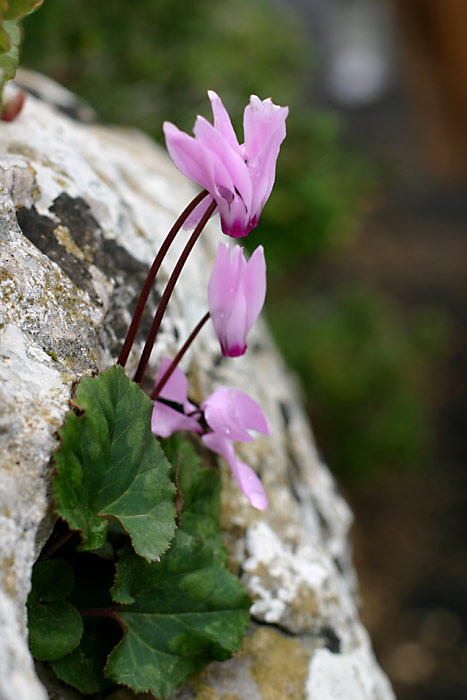pink flowers on rock