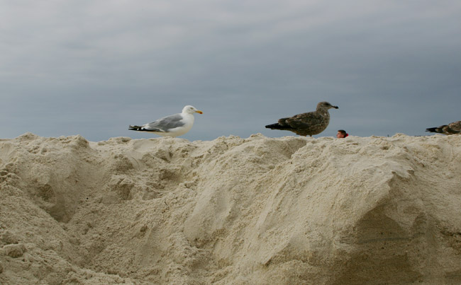 Jones Beach #1