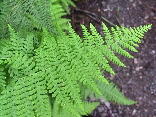 Fern Leaf at Minewaska
